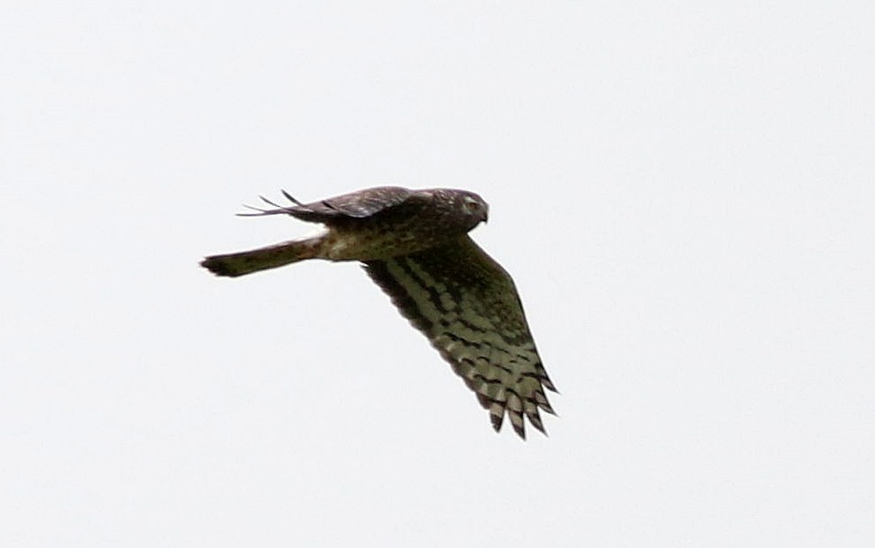 Hen Harrier - ML616408503