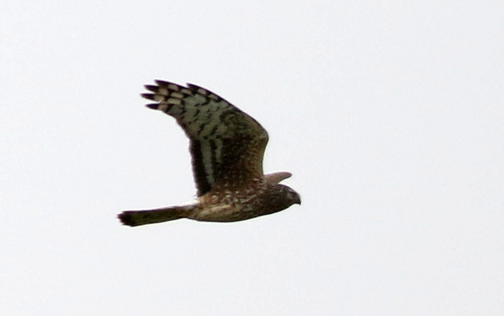 Hen Harrier - ML616408505