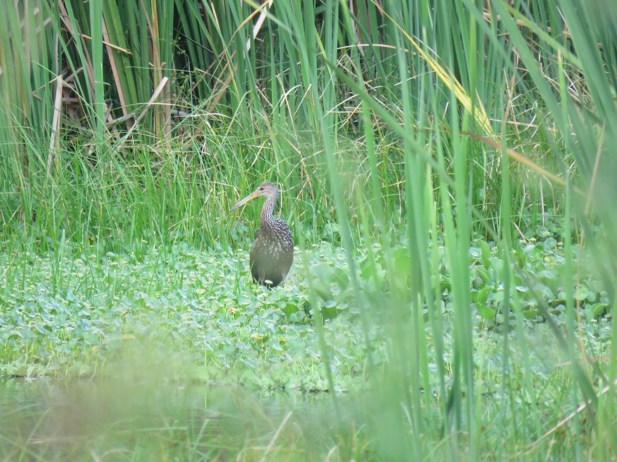 Limpkin - ML616408517