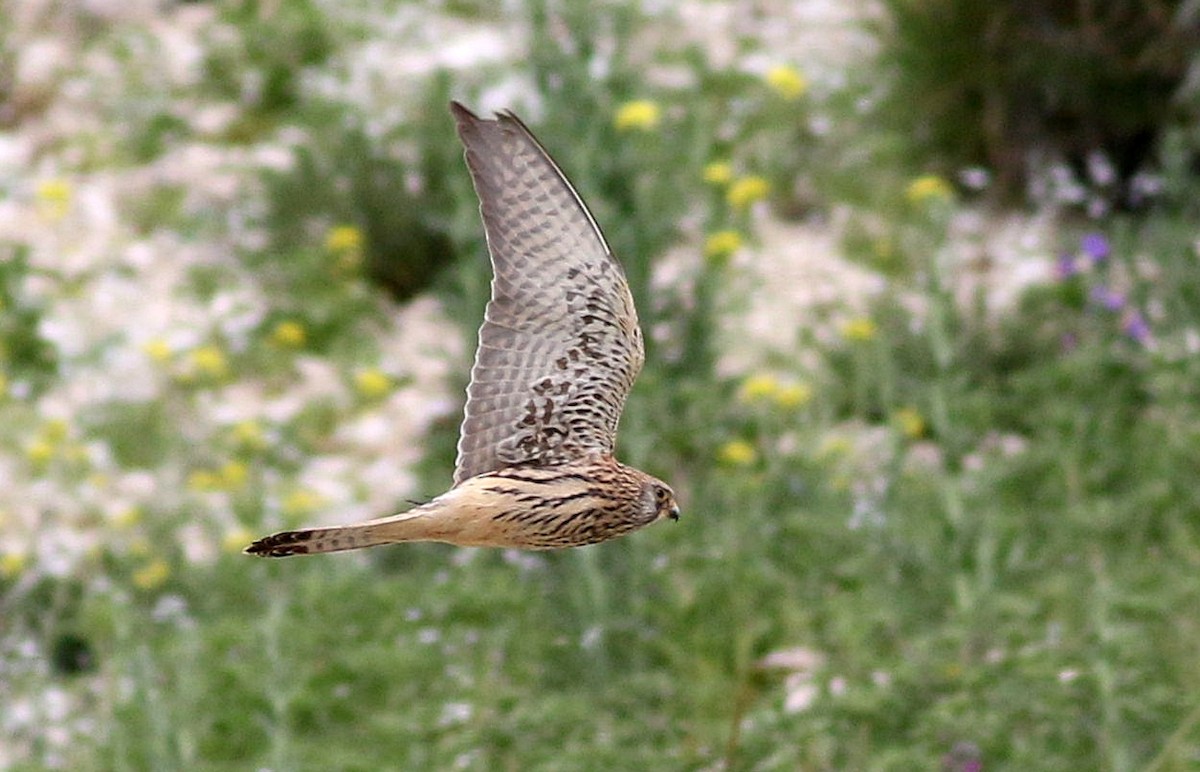 Eurasian Kestrel - Miguel García