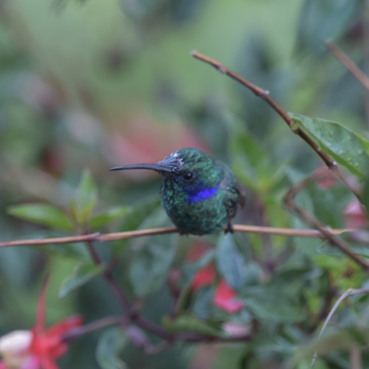 kolibřík modrouchý - ML616408585