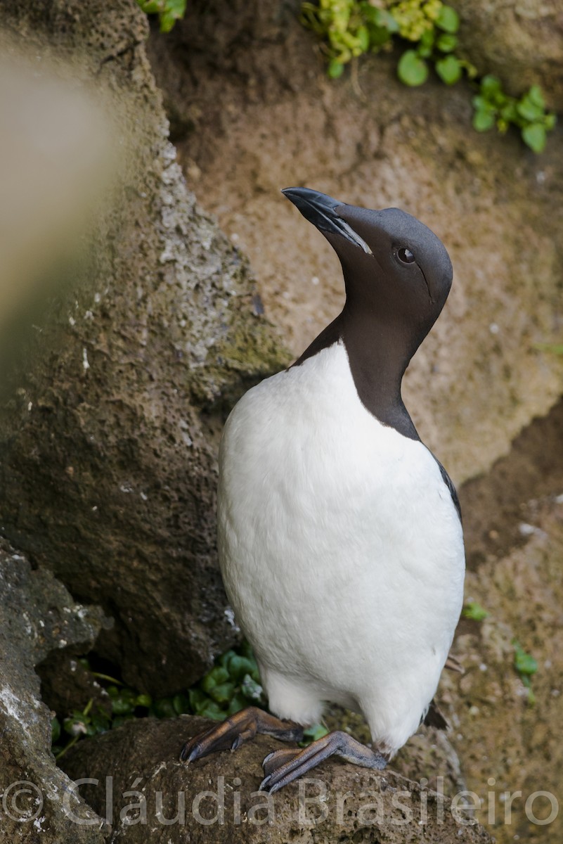 Thick-billed Murre - Claudia Brasileiro