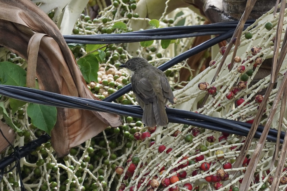 Yellow-throated Greenbul - ML616408620