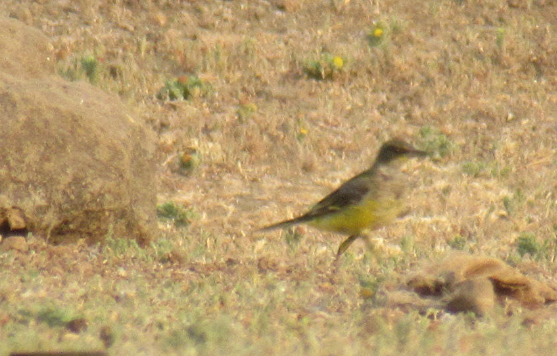 Western Yellow Wagtail - ML616408695