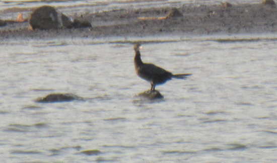 Little Cormorant - ML616408726