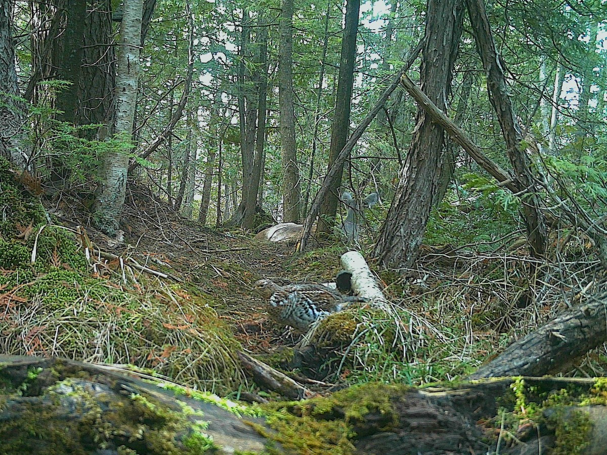 Ruffed Grouse - Justine Heinrichsberg