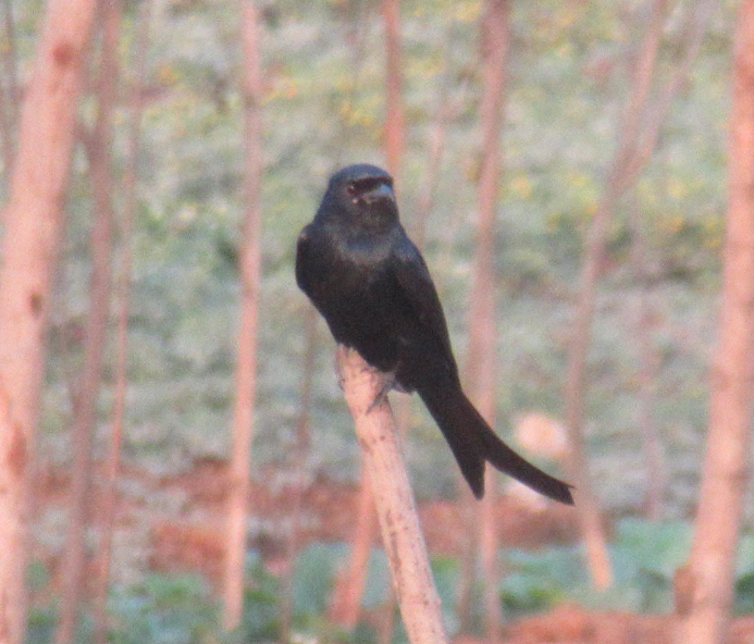 Black Drongo - ML616408765