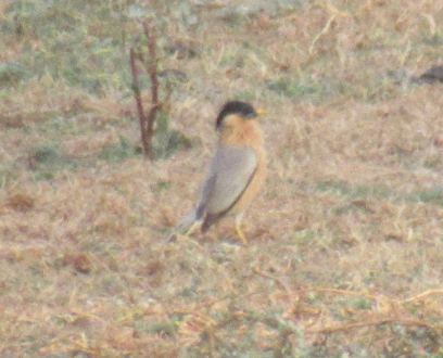 Brahminy Starling - ML616408773