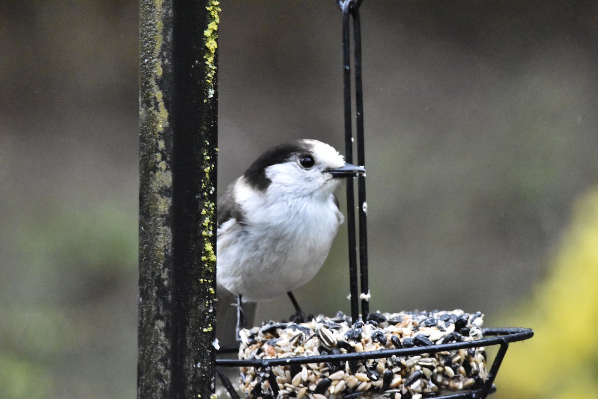 Canada Jay (Pacific) - ML616408775