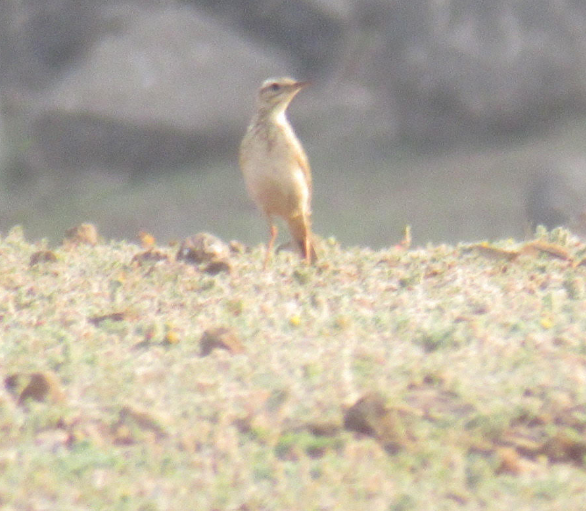 Paddyfield Pipit - ML616408805