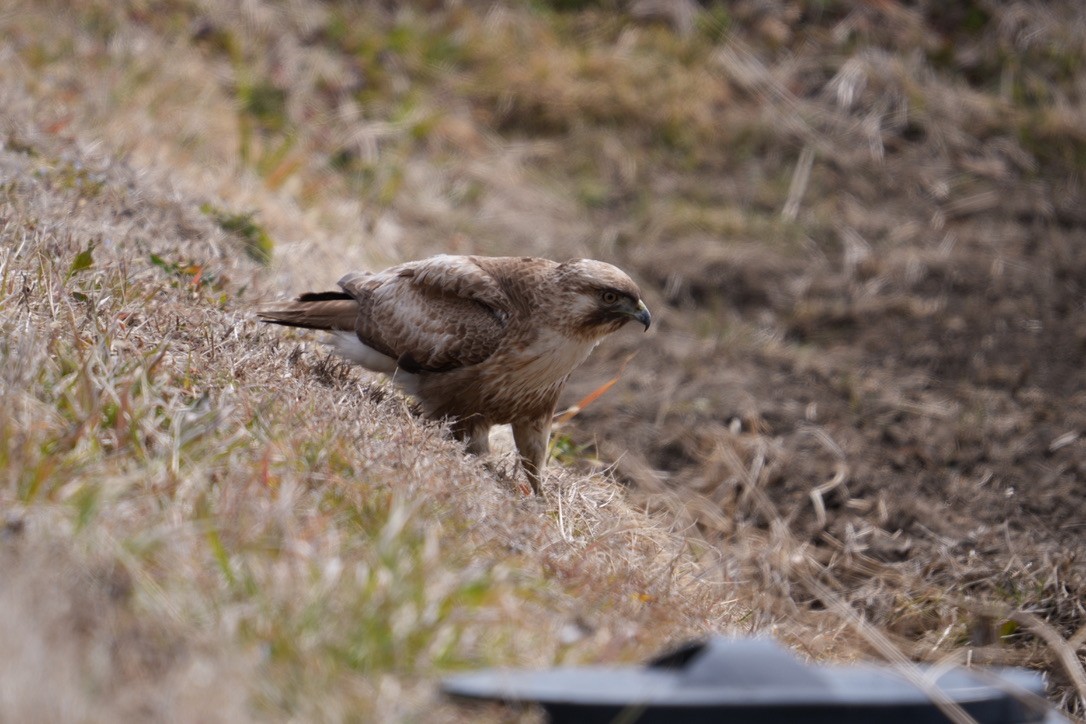 עקב יפני - ML616408834