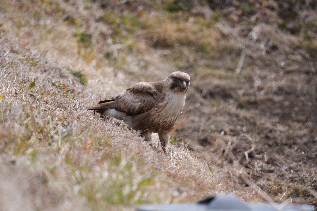עקב יפני - ML616408836