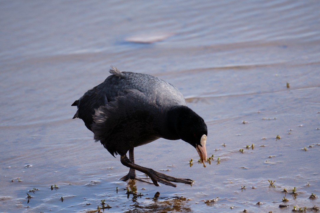 אגמית מצויה - ML616408842