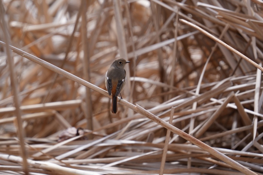 חכלילית סיבירית - ML616408847