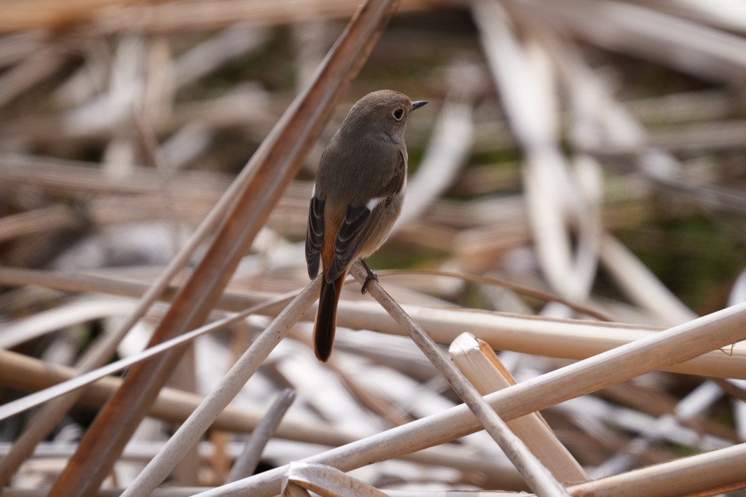 חכלילית סיבירית - ML616408854
