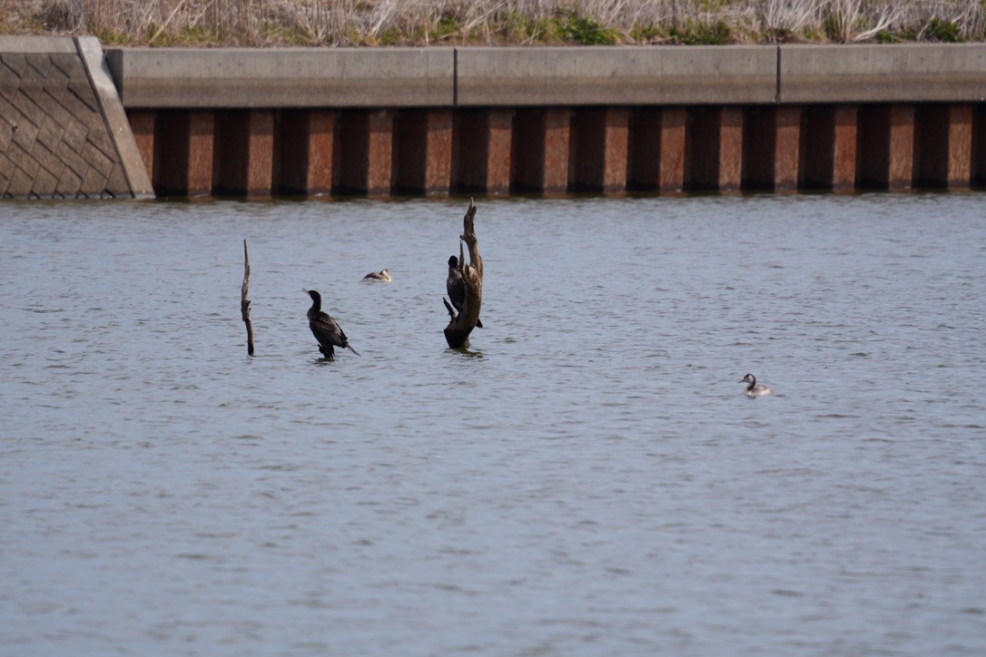 קורמורן גדול - ML616408861