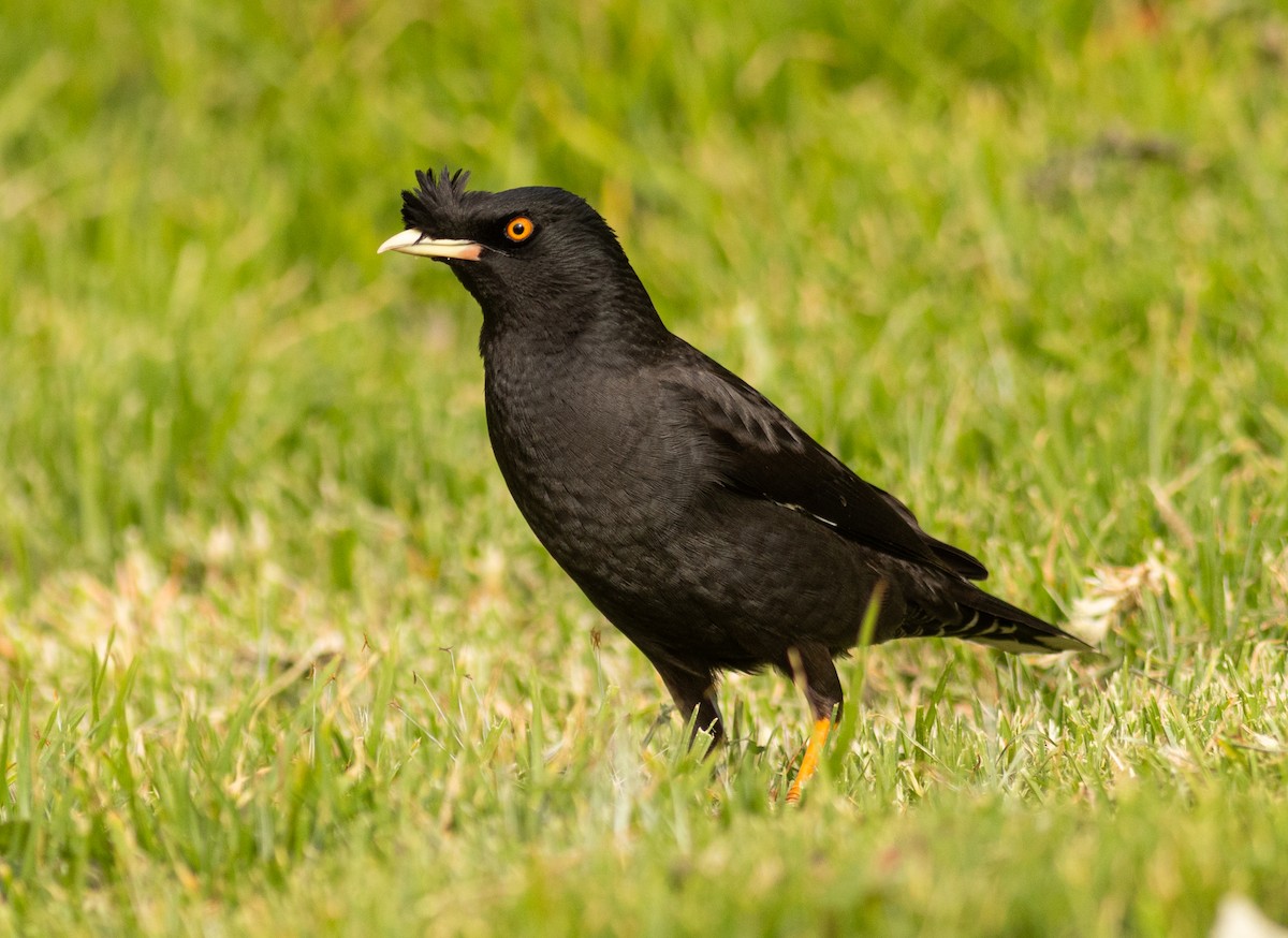 Crested Myna - ML616408862