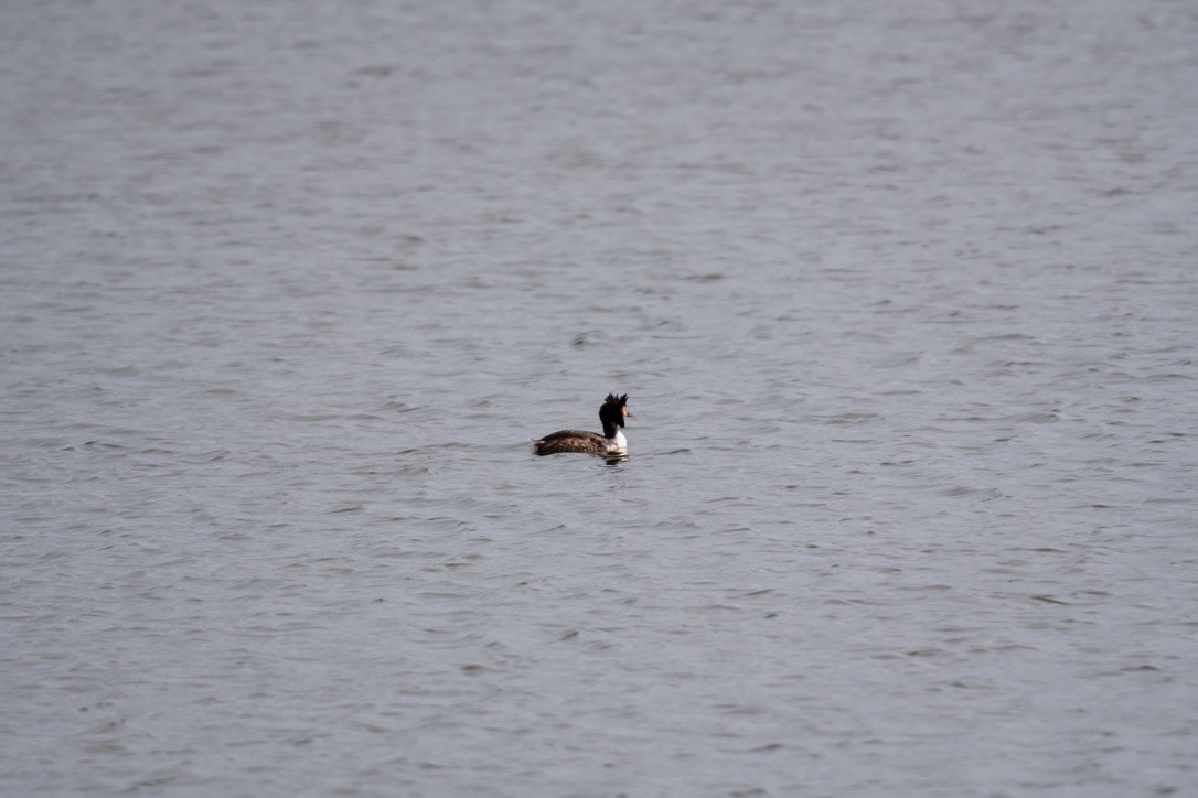 טבלן מצויץ - ML616408868