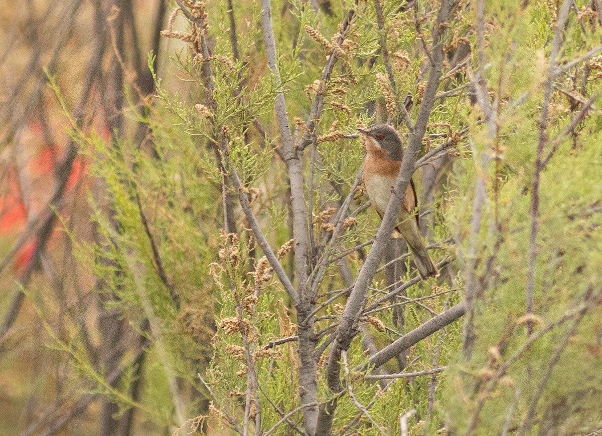 Western Subalpine Warbler - Pedro Nicolau