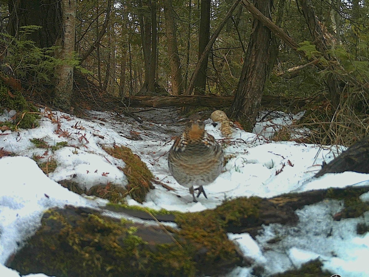 Ruffed Grouse - ML616408908