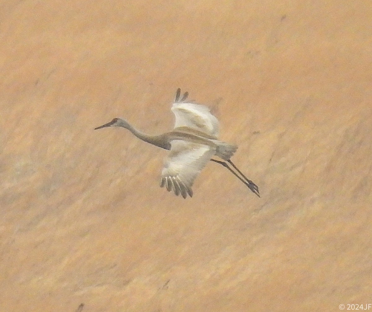 Sandhill Crane - ML616408917