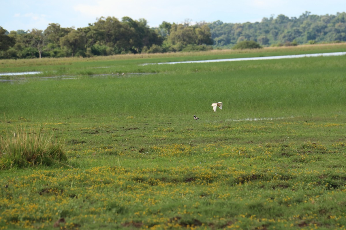 Blacksmith Lapwing - ML616408921