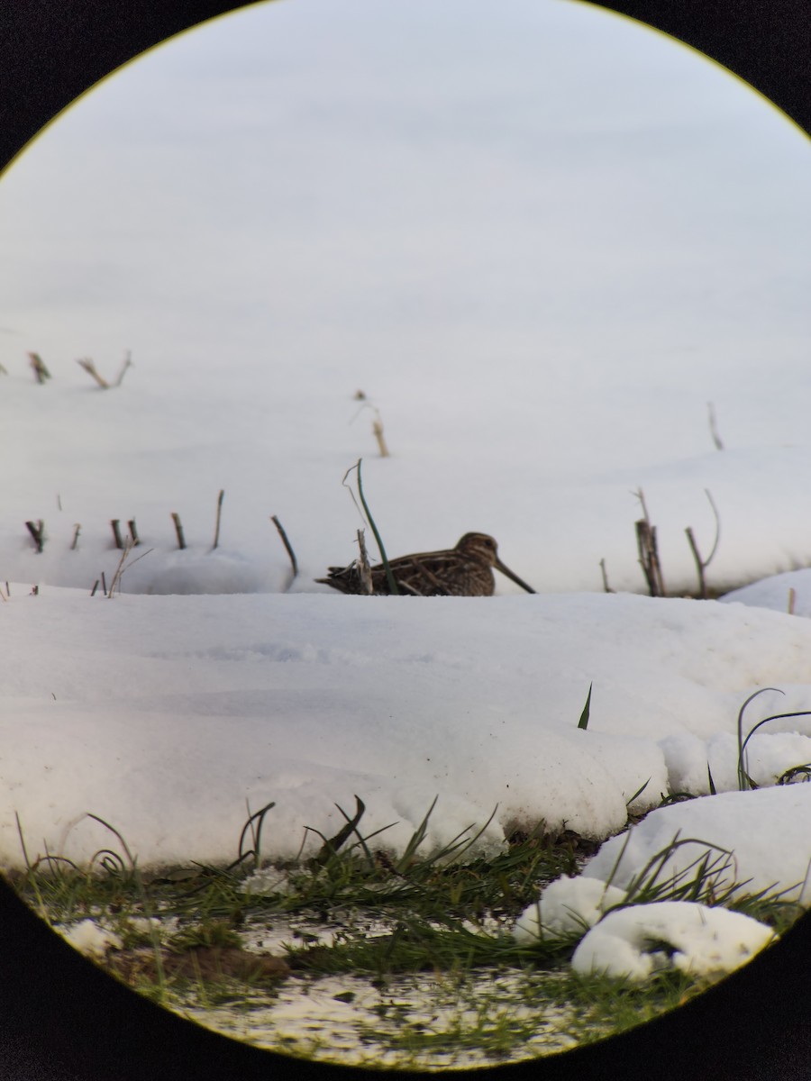 アメリカタシギ - ML616408924