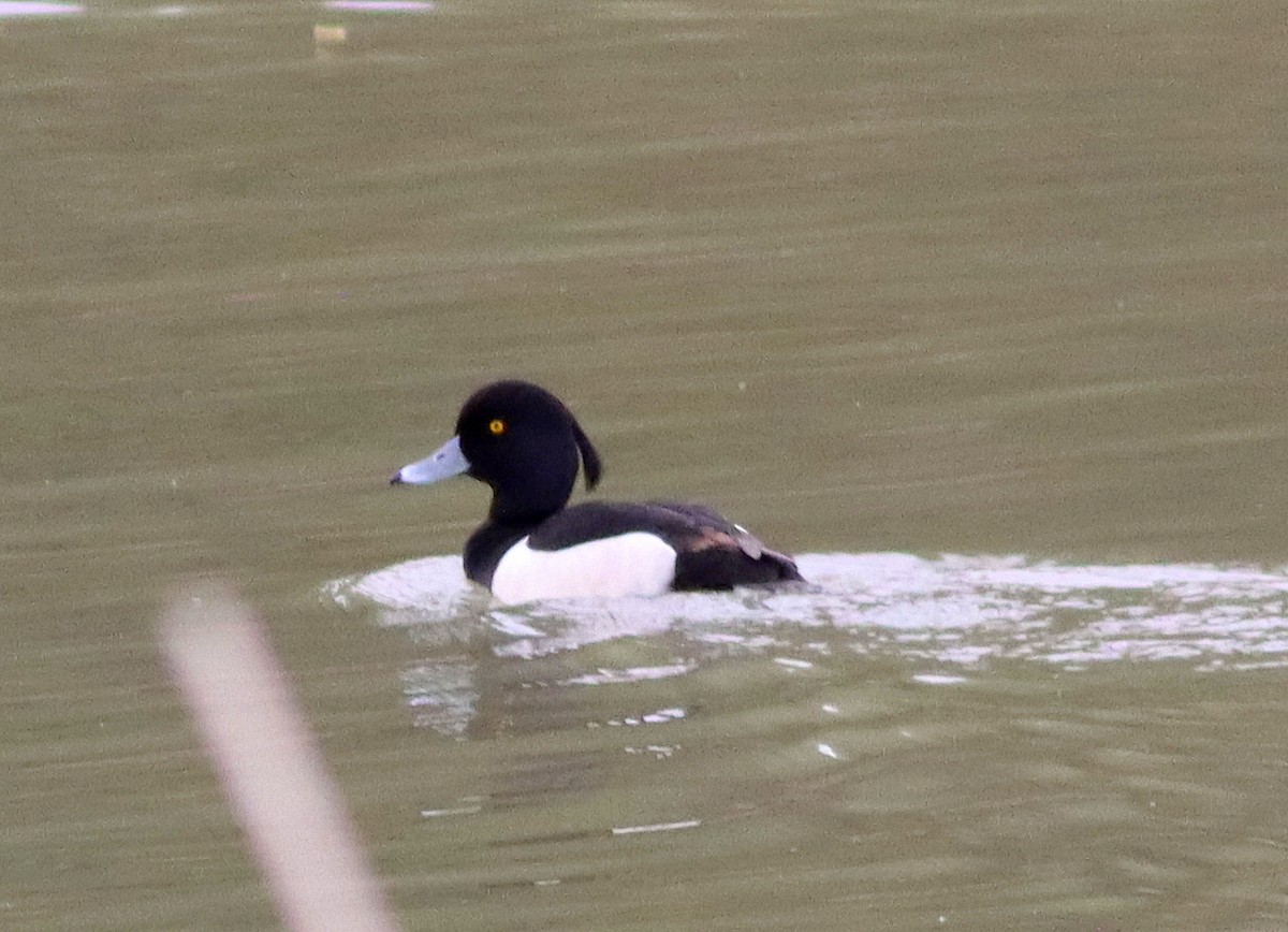 Tufted Duck - José Aurelio Hernández