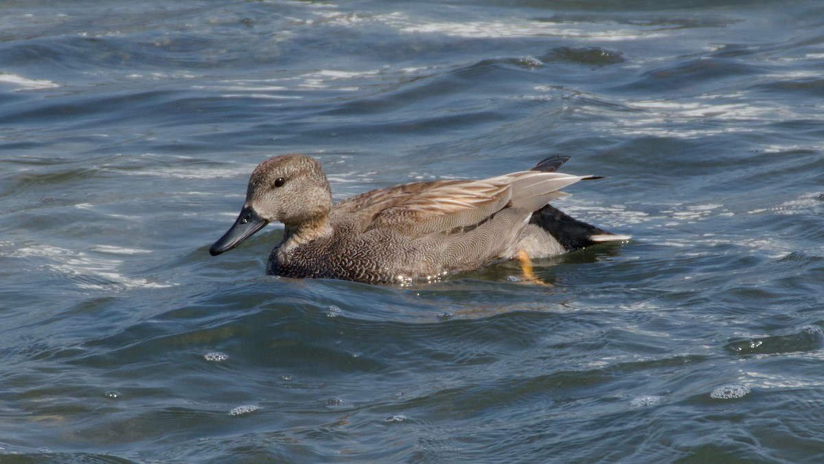 Northern Pintail - ML616408945