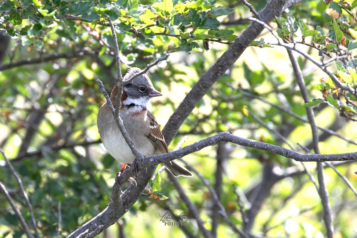 Rufous-collared Sparrow - ML616408983