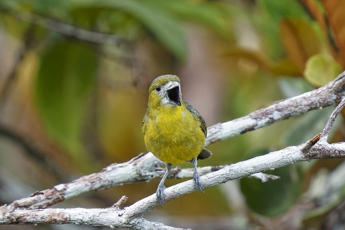 Golden-bellied Euphonia - Holger Teichmann