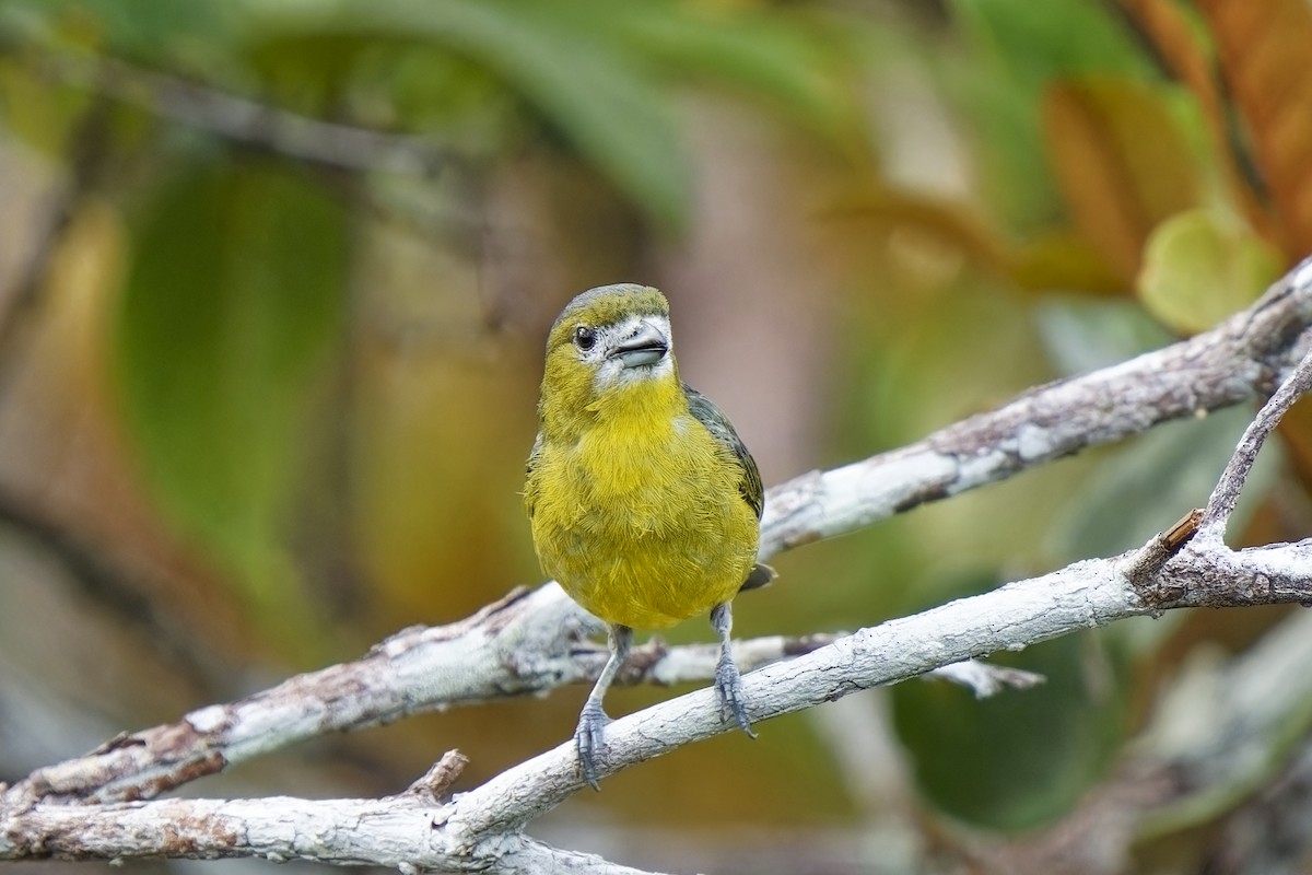 Golden-bellied Euphonia - Holger Teichmann