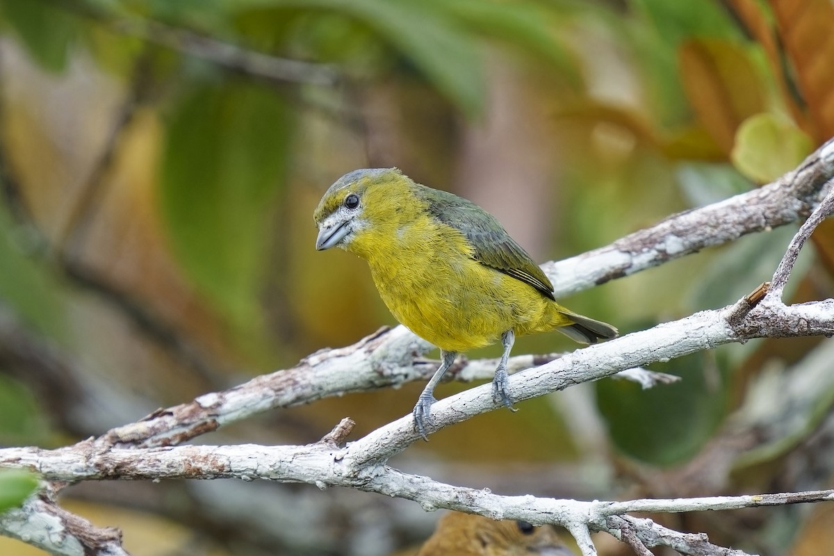 Golden-bellied Euphonia - Holger Teichmann