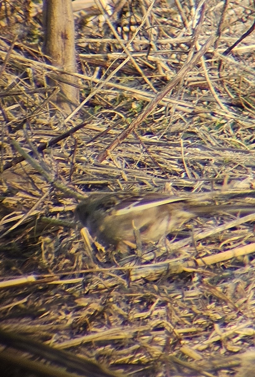 White-crowned Sparrow - ML616409000