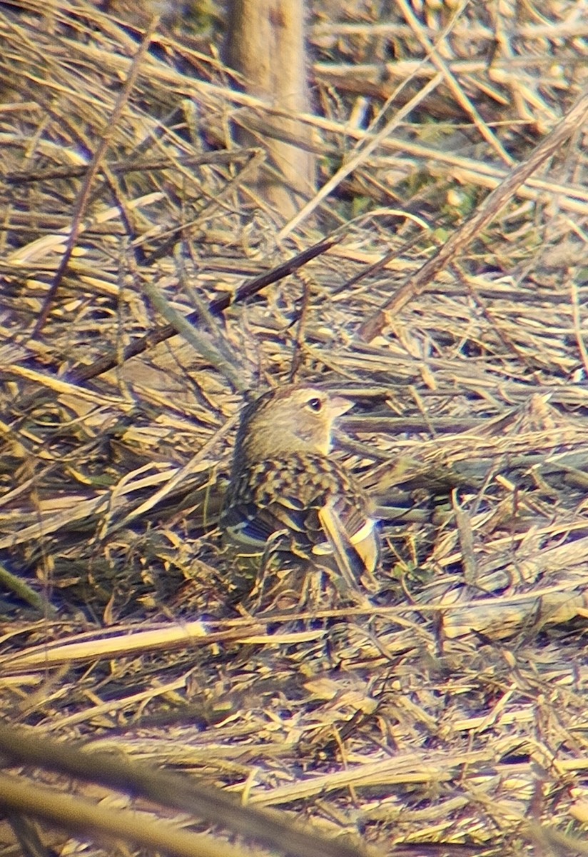 White-crowned Sparrow - ML616409001