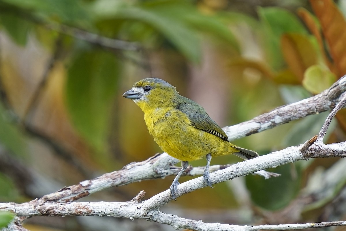 Golden-bellied Euphonia - Holger Teichmann