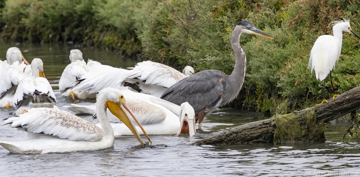 American White Pelican - ML616409035