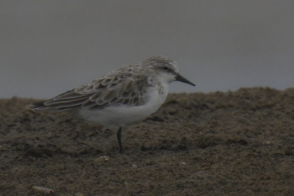 Little Stint - ML616409038