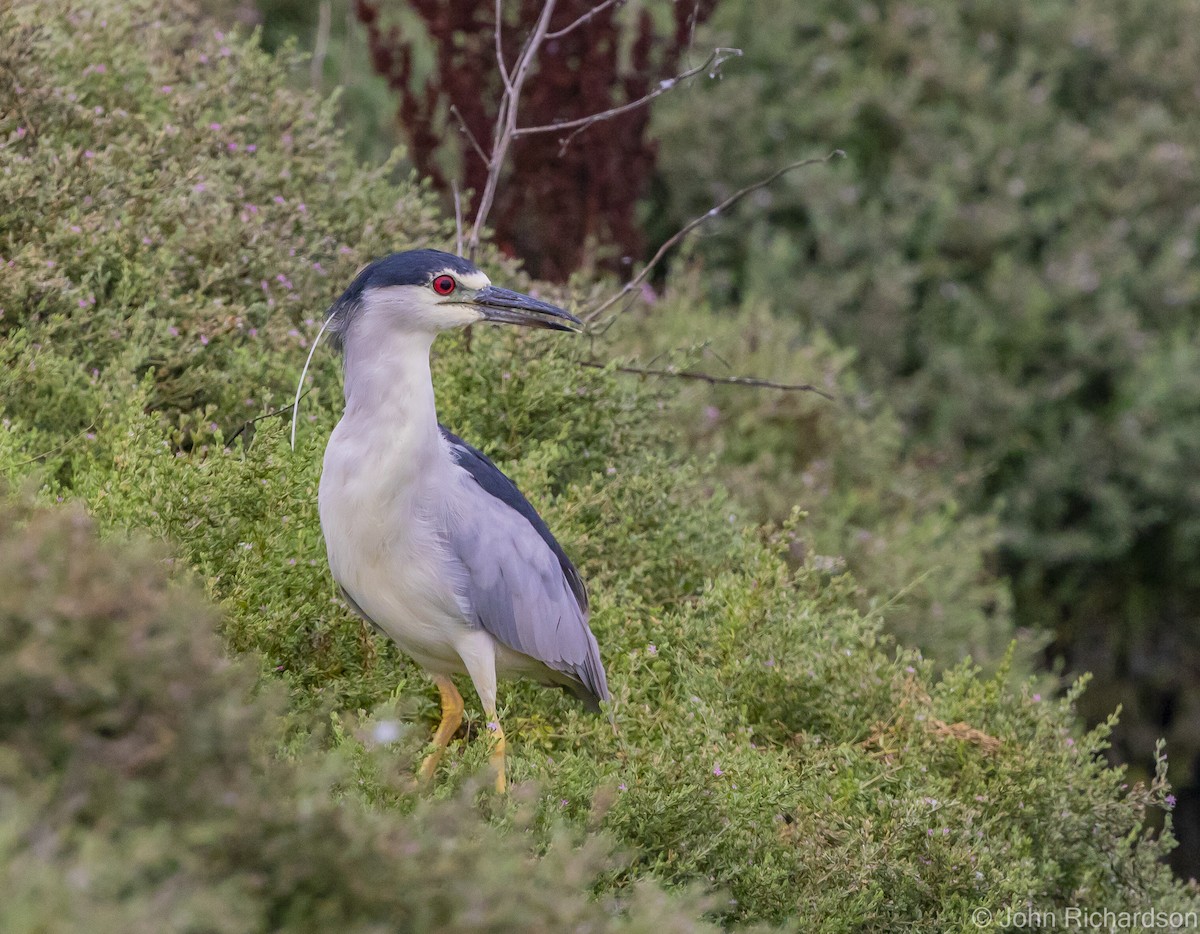 Black-crowned Night Heron - ML616409044