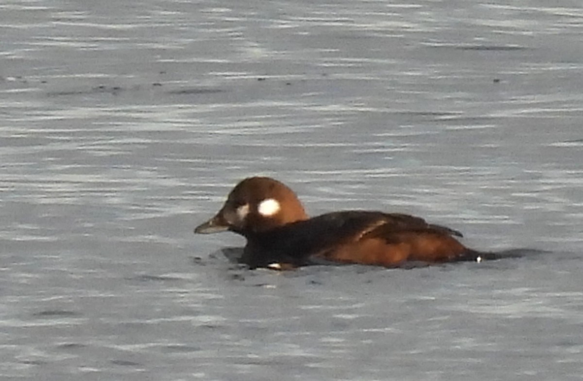 Harlequin Duck - ML616409050