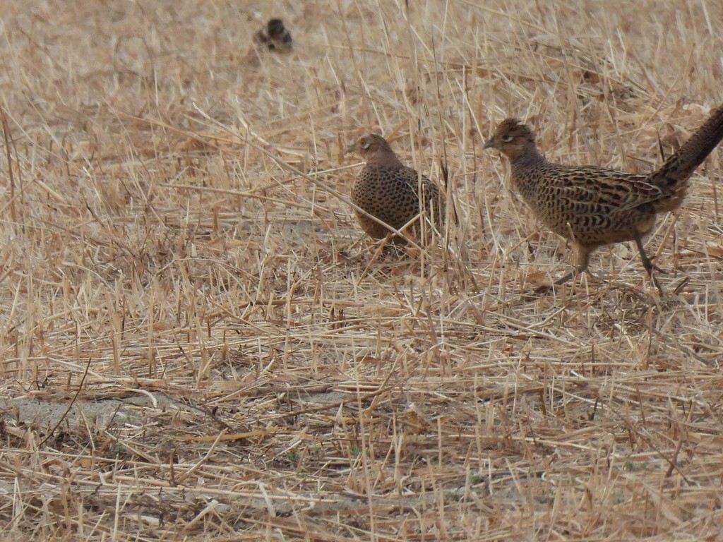 Ring-necked/Green Pheasant - ML616409059