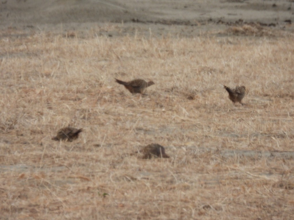 Ring-necked/Green Pheasant - ML616409061