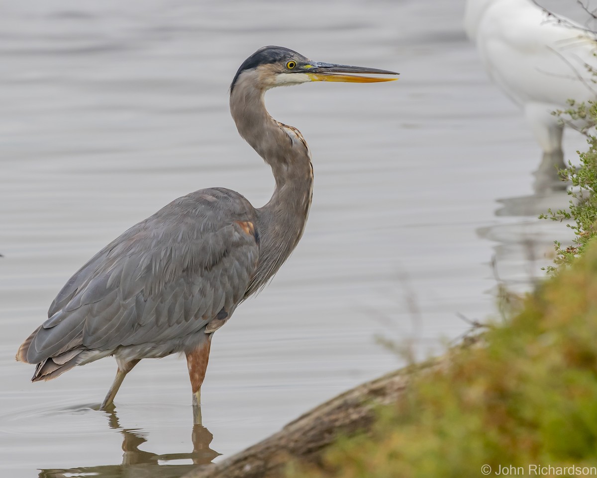 Great Blue Heron - ML616409066