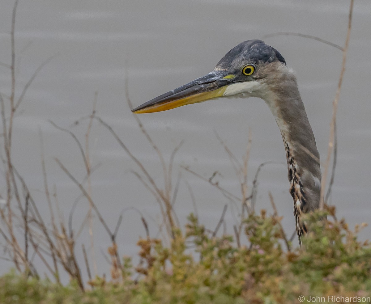 Great Blue Heron - ML616409067