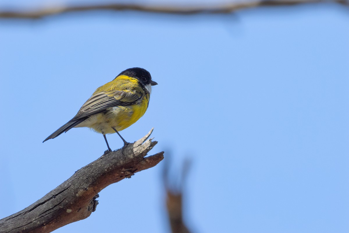 Golden Whistler - ML616409072