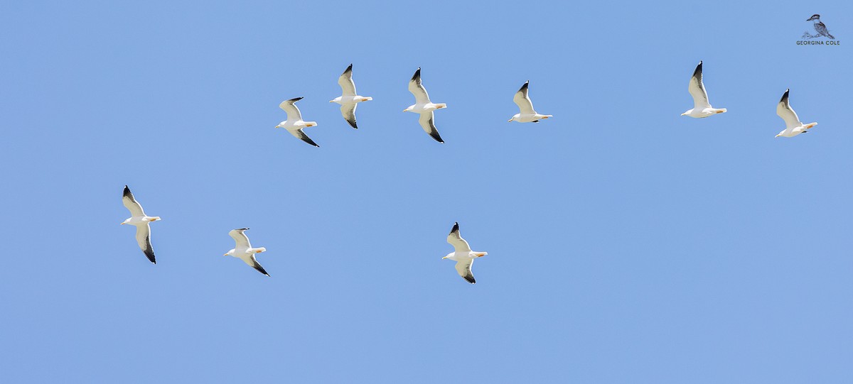 Lesser Black-backed Gull - Georgina Cole