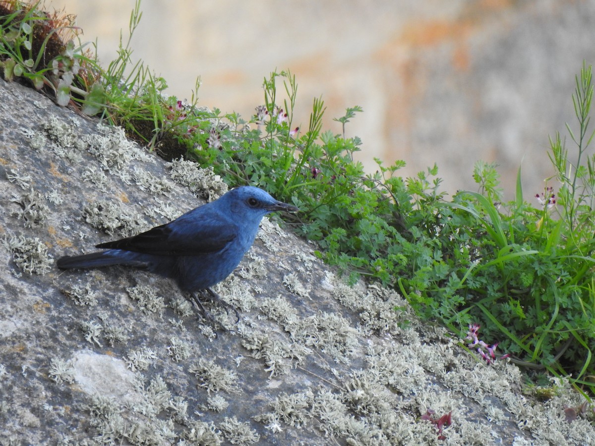 Blue Rock-Thrush - Gary Losada