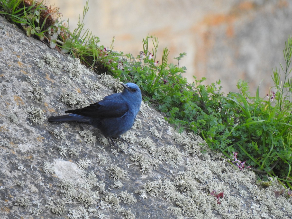 Blue Rock-Thrush - ML616409093