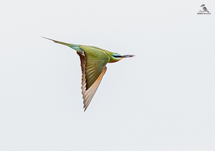 Blue-cheeked Bee-eater - ML616409112