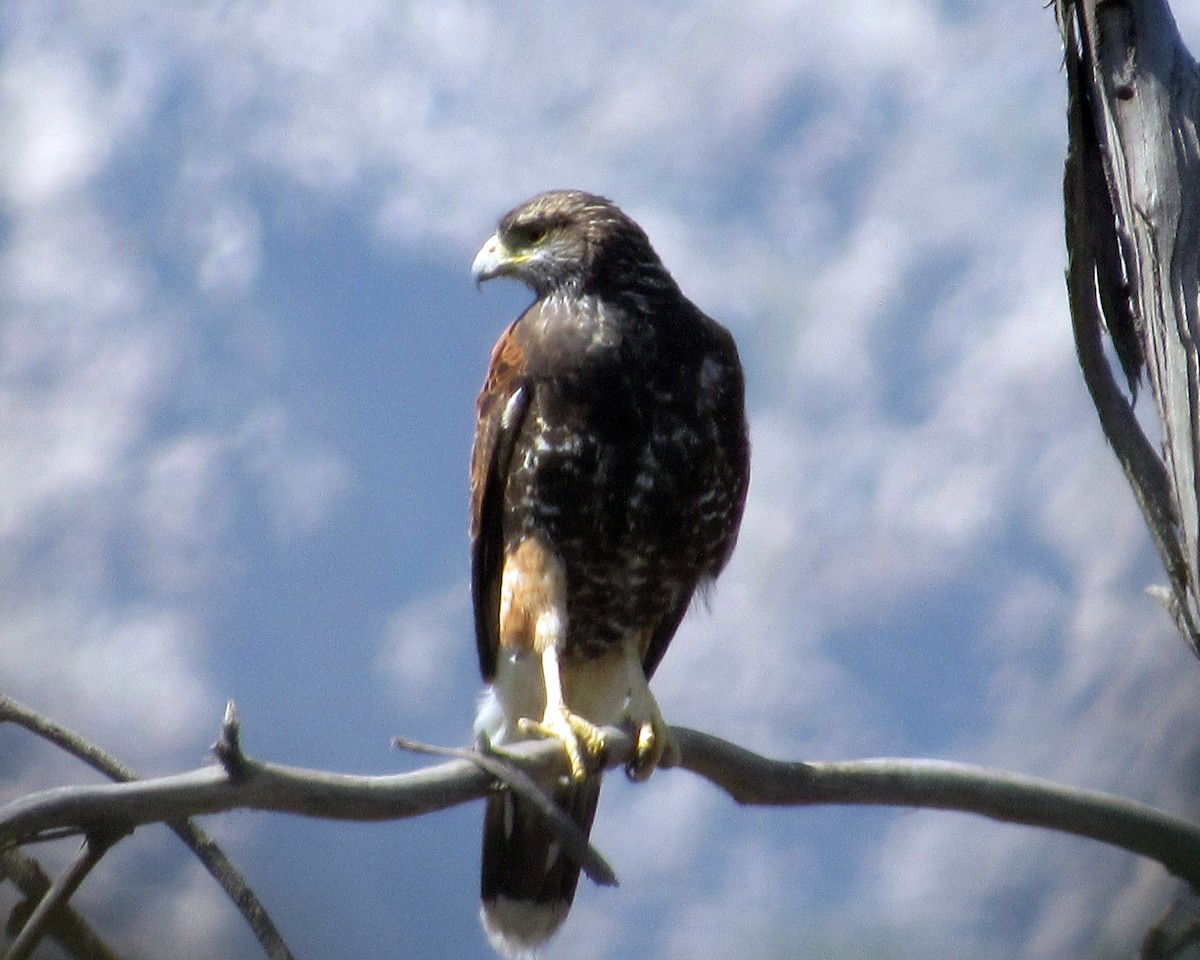 Harris's Hawk - ML616409128